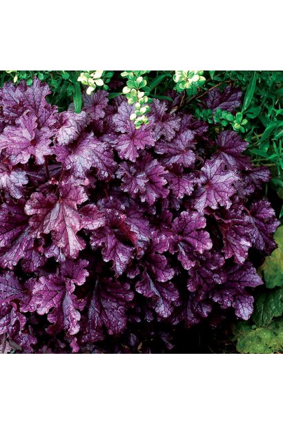 Heuchera hybrida Forever  Purple